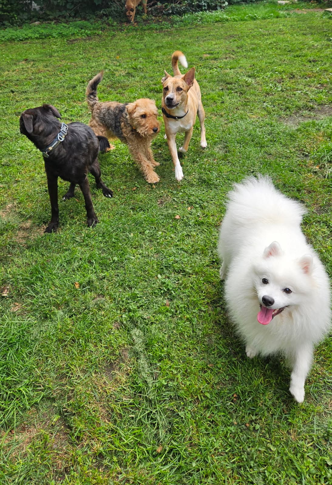 Dogs relaxing together in the Red Door backyard