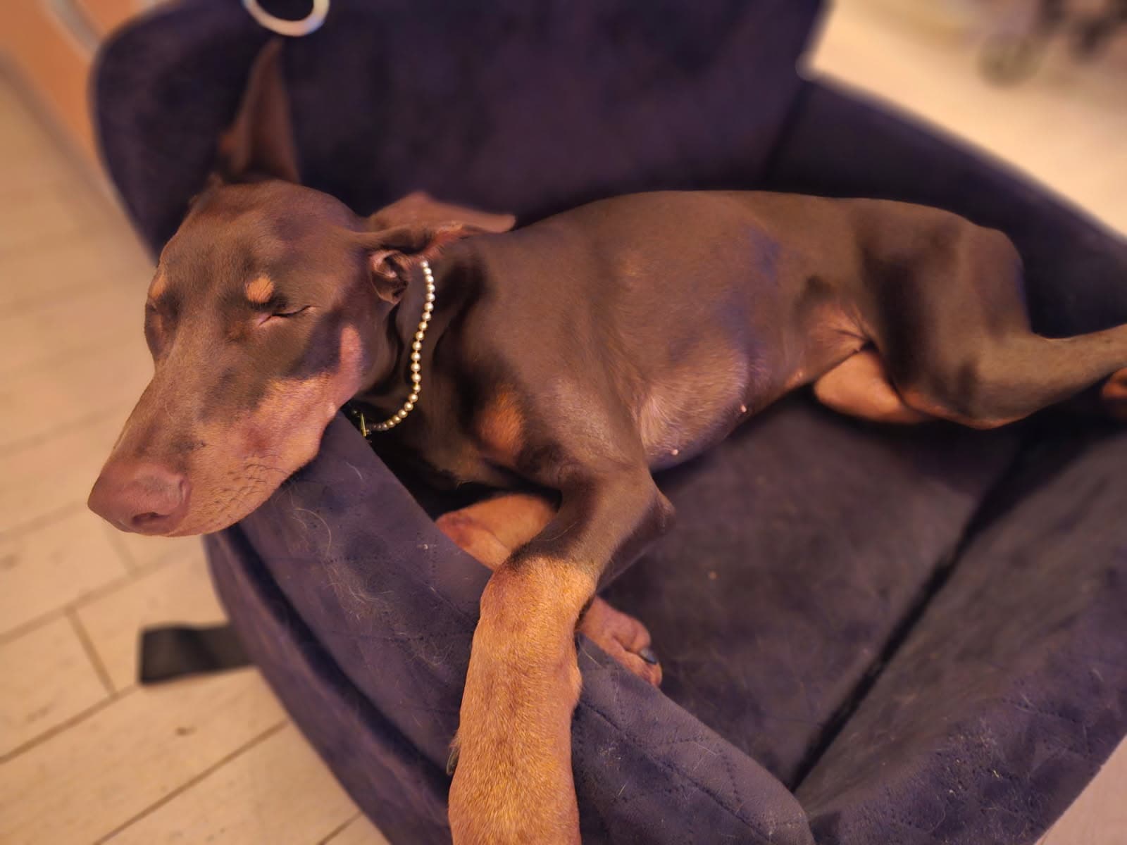 Dafu, a Red Door guest