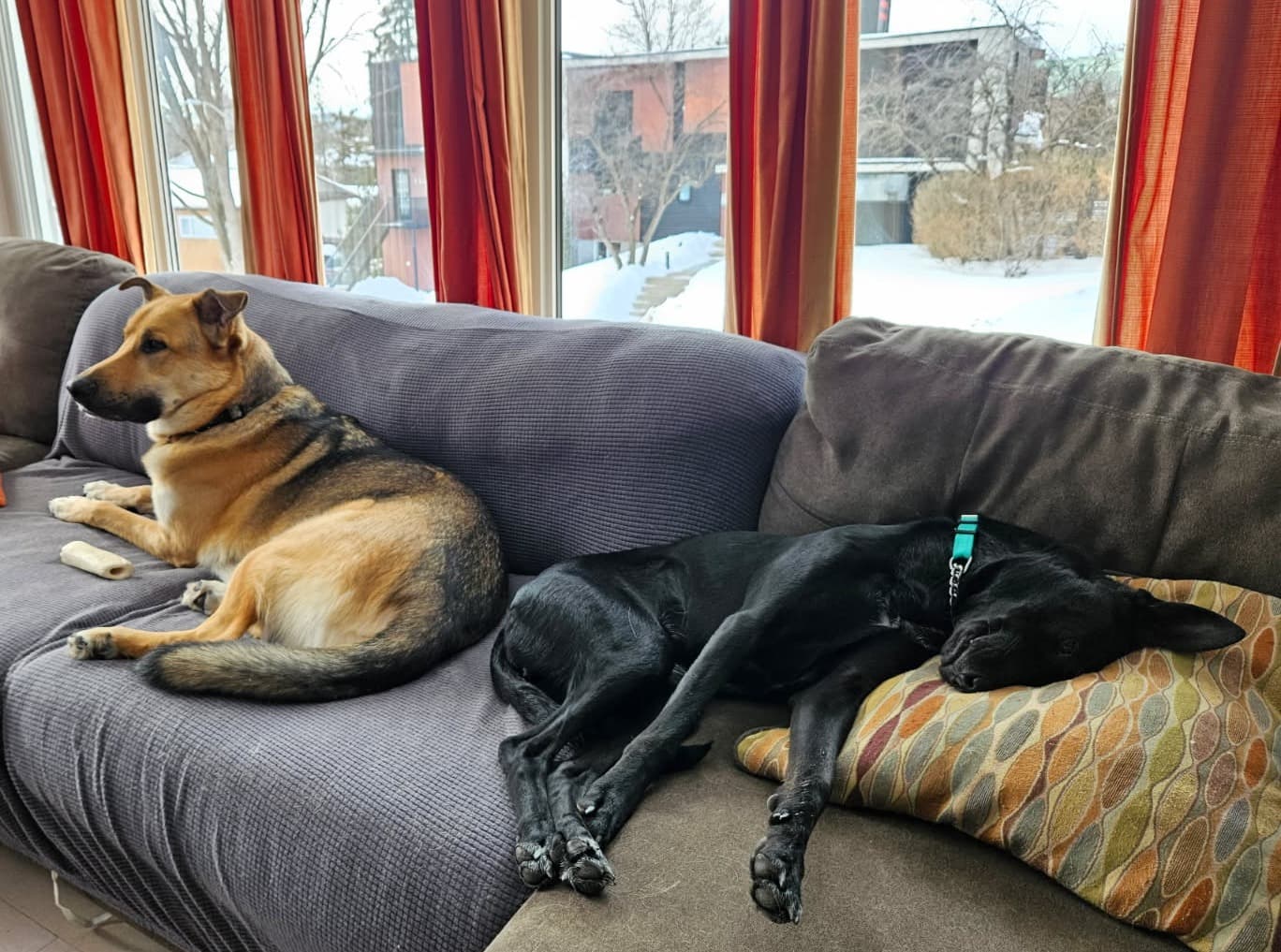Dogs relaxing indoors at Red Door Canine Retreat