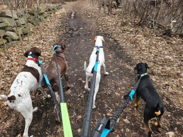 Dogs walking together on a wooded trail